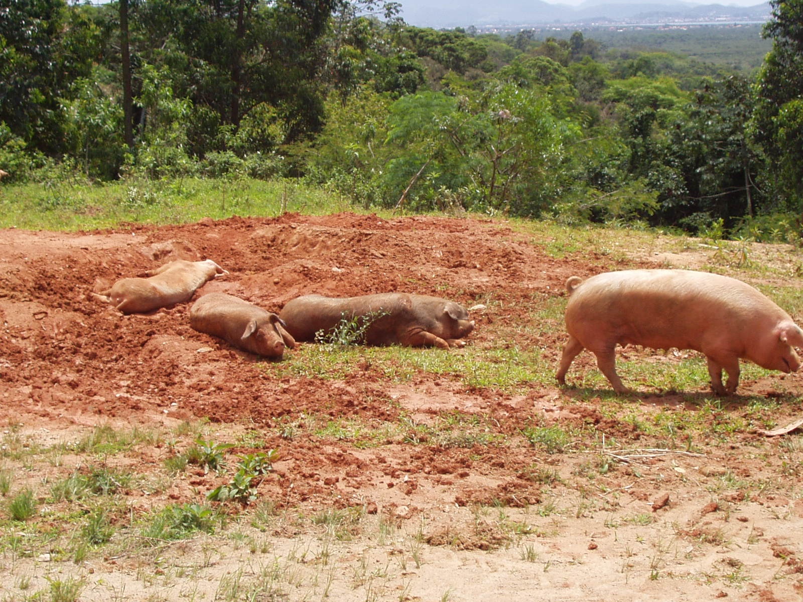 Freilandschweine